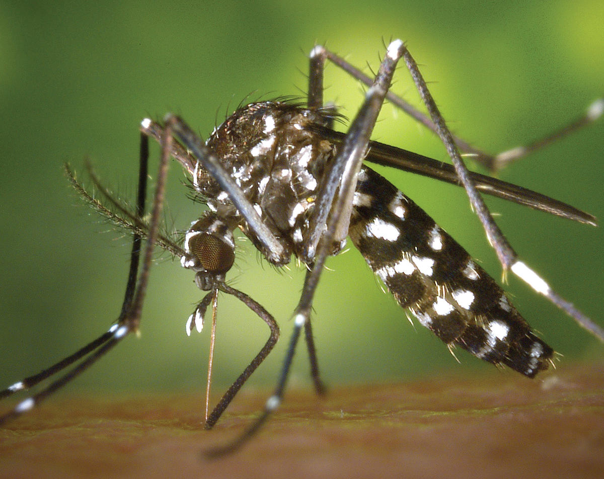 Research snapshot For Baltimore mosquitoes, study finds there’s room